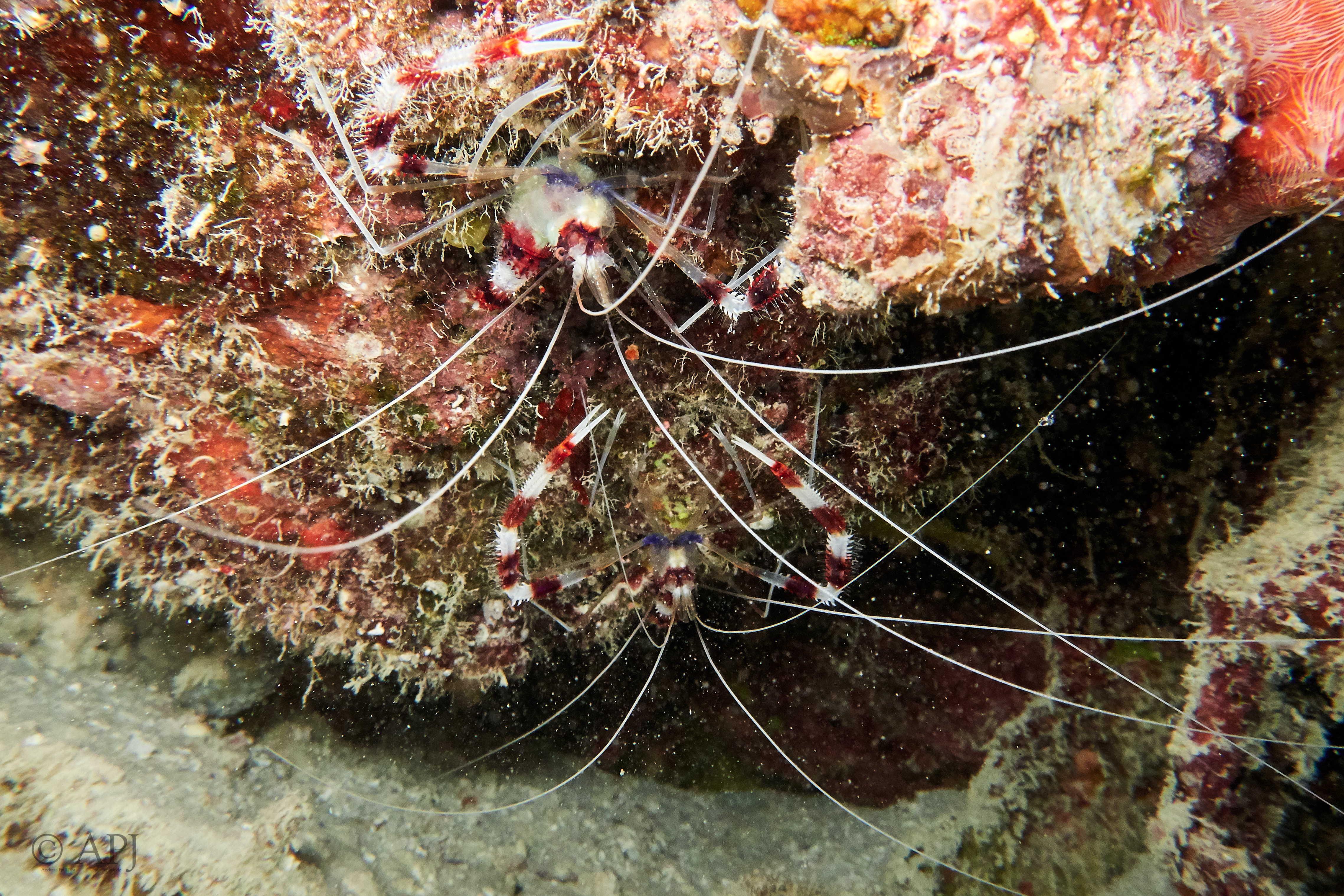 000867 15 08 17  Canon PowerShot G7 X Mark II   Malediven2017